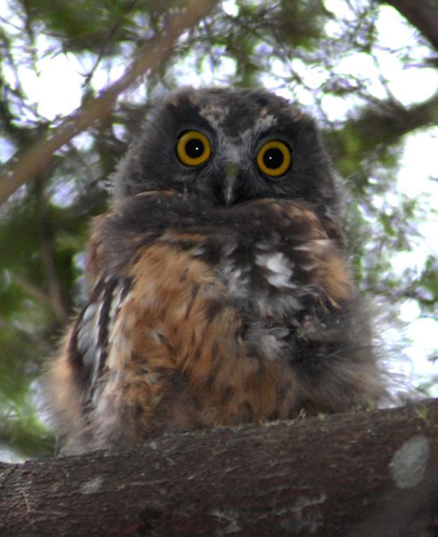 Morepork Riverside Lodge Paihia Kültér fotó