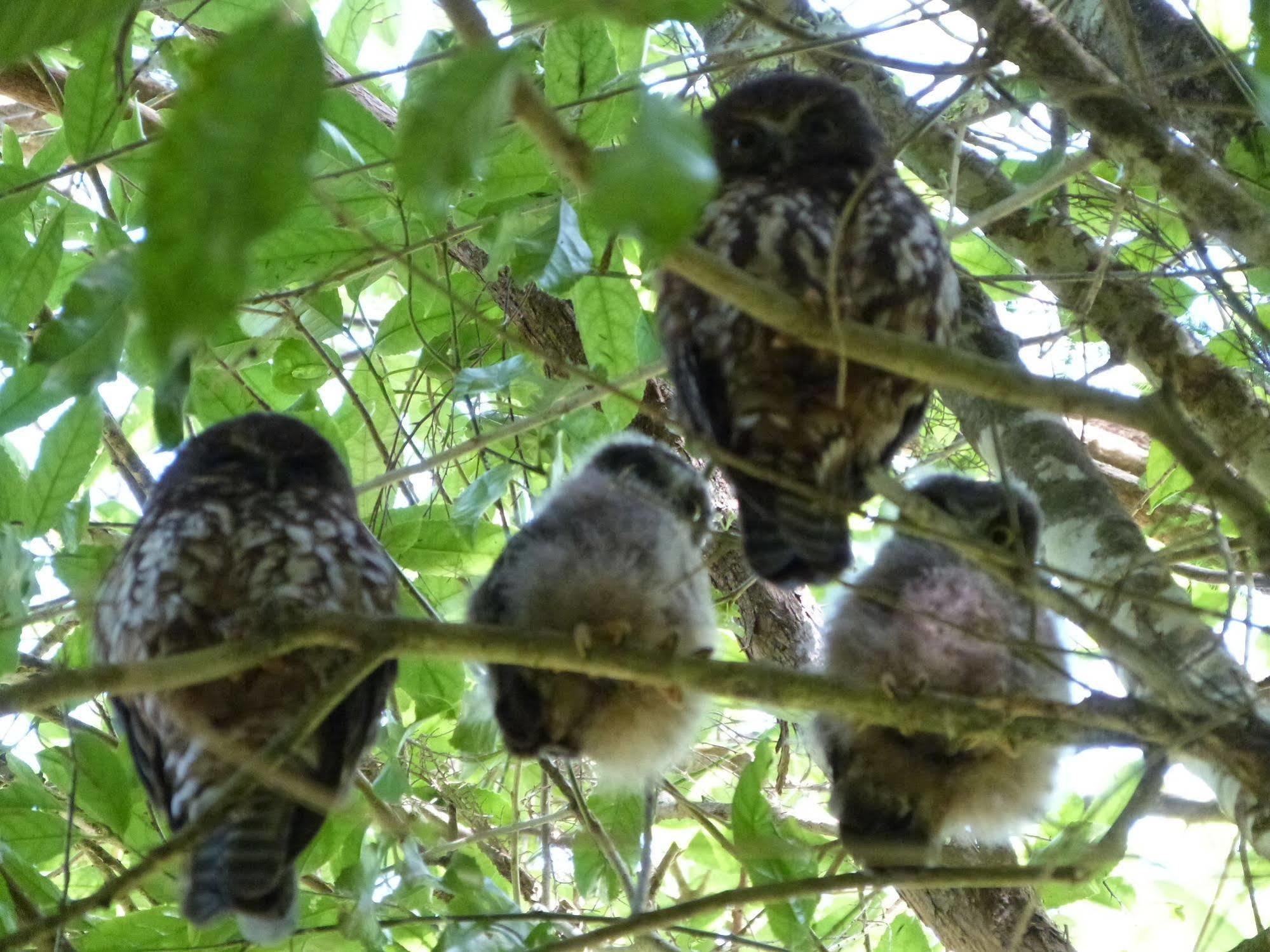 Morepork Riverside Lodge Paihia Kültér fotó